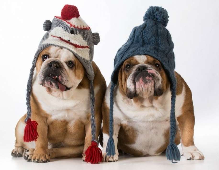 Keep Your Pet Safe and Protected During the Winter 