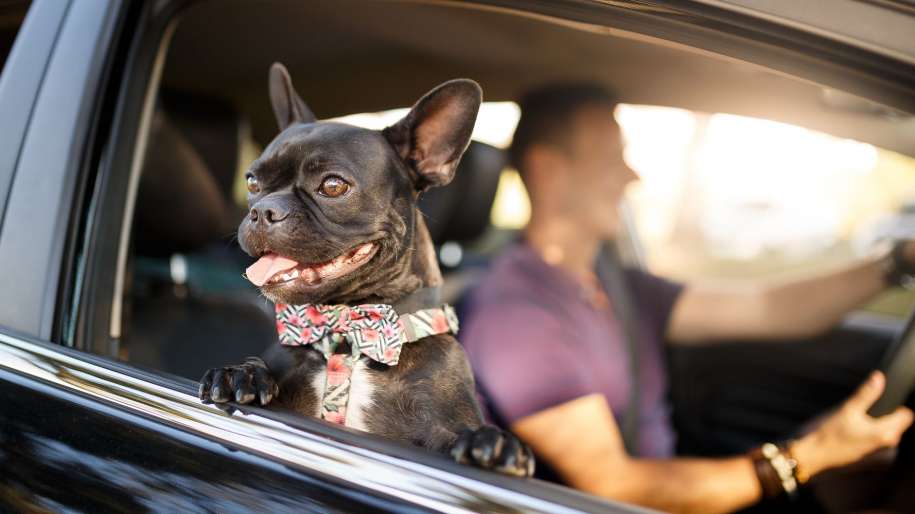 How to Travel with A Pet without Having Any Stress 