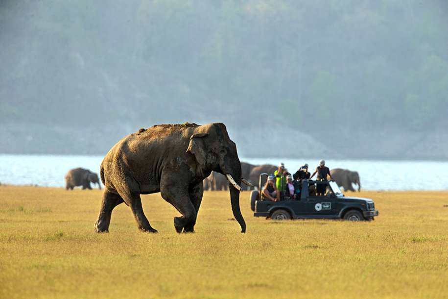 Wildlife Safaris that You Must Try in the Year 2020